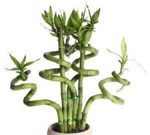 planta de bambú de la suerte