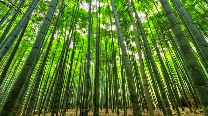 Propiedades del bambú y consejos de mantenimiento | De Bambú