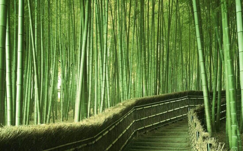 tienda bambu en el bosque arashiyama
