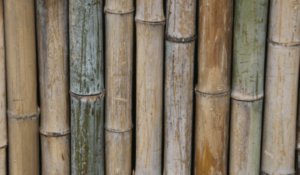 diferentes tipos de bambu