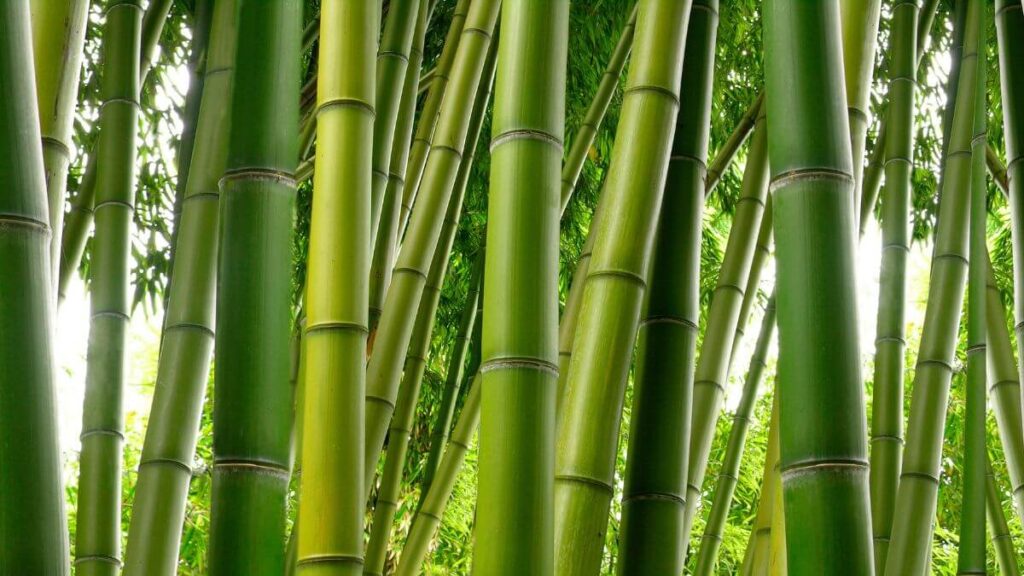 Beneficios del Bambú