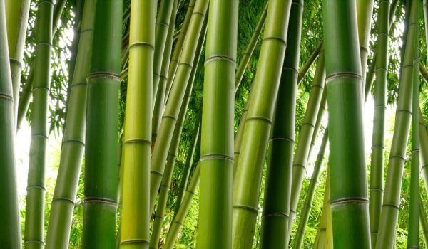 bosque_bambu