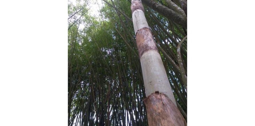 bambu-gigante