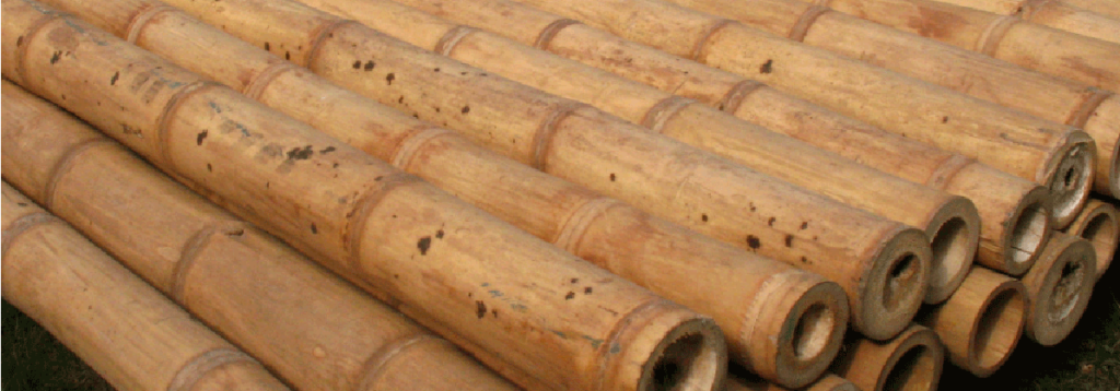 bambu-guadua