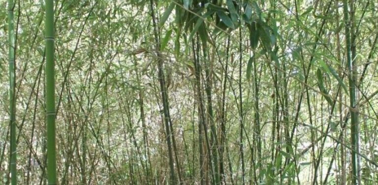 Bambú Phyllostachys | De Bambú