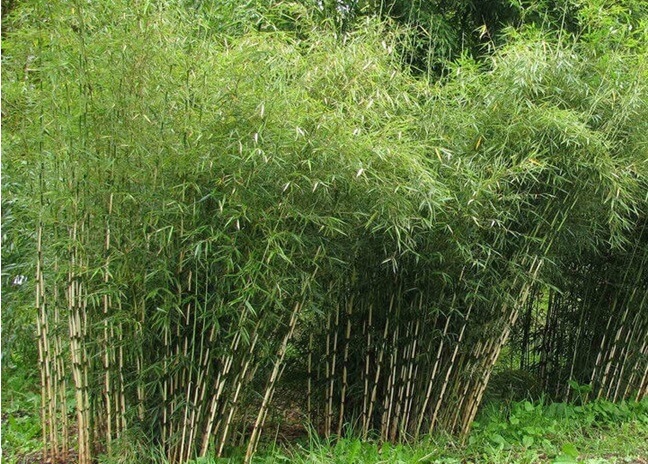 bambu_fargesia