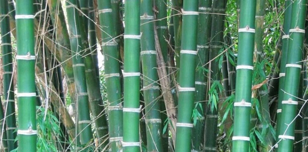 canas-bambu