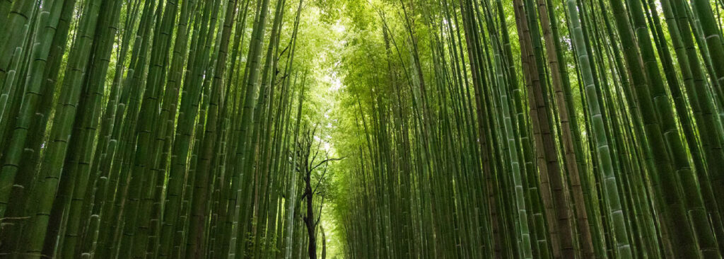 el-bambu