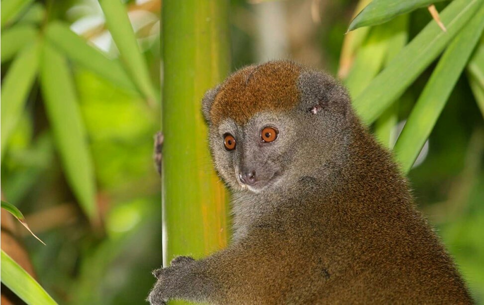 El lemur del bambú es uno de los animales que se alimentan de bambú