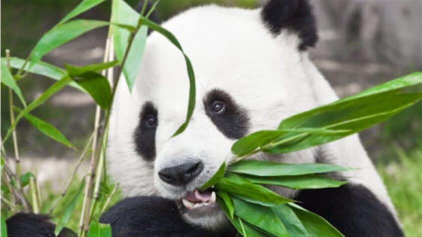 panda_come_bambu
