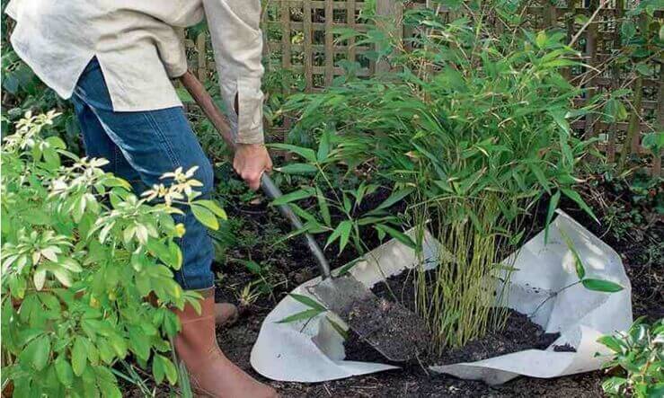 Trasplantar bambú a tierra