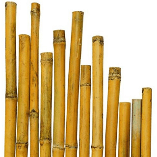 Cañas decorativas de bambú